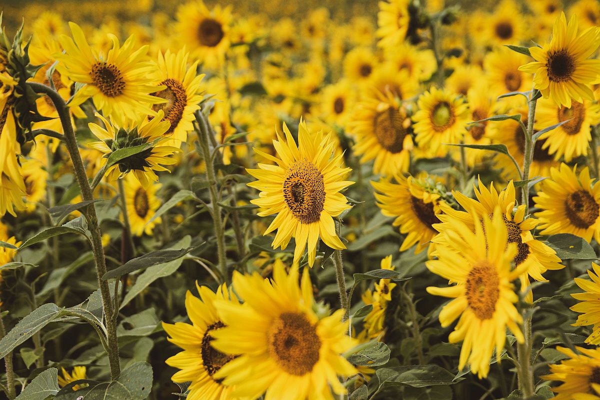 sunflowers